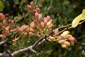 Pistachio (Pistacia vera) branch with leaves and nuts ripening in Mediterrranean maquis in August