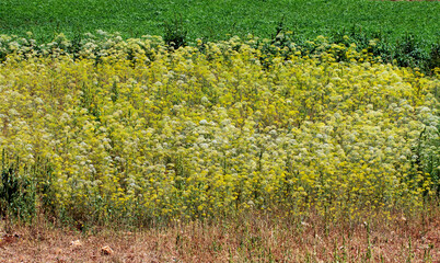 Parsley plants left to seed in a vegetable garden is now in its flowering stage
