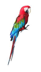 Fototapeta premium Scarlet Macaw PNG [Ara macao]. Vibrant Tropical Parrot Isolated with Bright Plumage for Wildlife, Nature, and Exotic Bird Designs