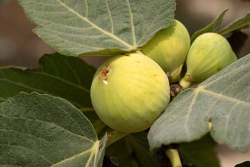 In August, figs (Ficus carica) ripen and are ready for harvest in the Mediterranean Region