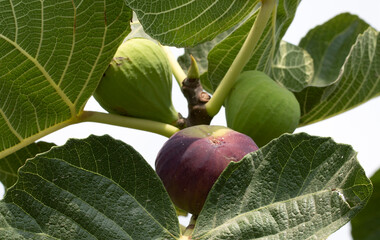 In August, figs (Ficus carica) ripen and are ready for harvest in the Mediterranean Region