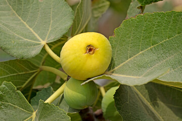 In August, figs (Ficus carica) ripen and are ready for harvest in the Mediterranean Region