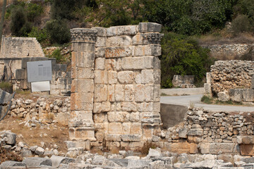 Pistachio (Pistacia vera) leaf isolated on a white background for design work.