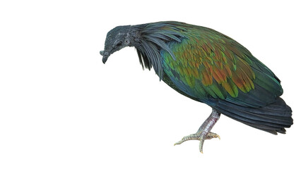 Nicobar Pigeon PNG [Caloenas nicobarica]. Exotic Tropical Bird with Iridescent Feathers Isolated for Wildlife, Nature, and Ornithology Designs
