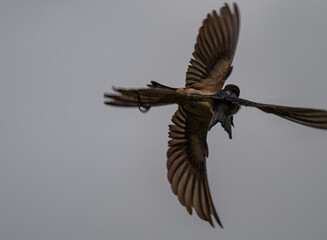 Avian Cross: Two Swallows in Synchronized Flight