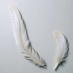 White bird feathers on a white background