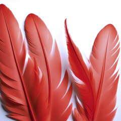 Red bird feathers on white background