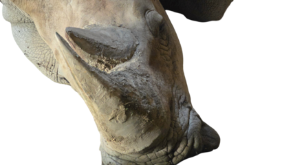 Square-Lipped Rhino Horn PNG [Ceratotherium simum]. Isolated Horn of White Rhinoceros for Wildlife Protection, Anatomy, and Anti-Poaching Designs