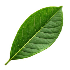 Obraz premium Green leaf isolated on white background suitable for eco themes design assets and botanical visuals 