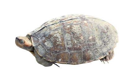 Red-Crowned Roof Turtle PNG [Batagur kachuga]. Critically Endangered Freshwater Turtle Isolated for Wildlife, Conservation, and Nature Education Designs