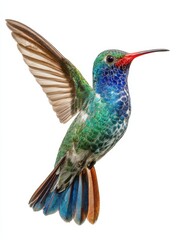 Obraz premium broad billed hummingbird on a pure white background using different backgrounds the bird becomes more interesting and can easily be isolated for a project these birds are native to m generative ai