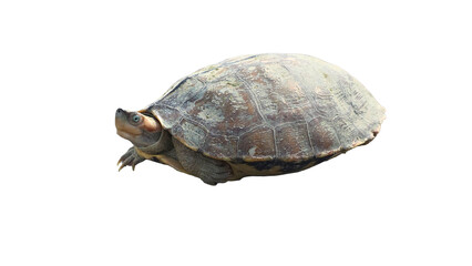 Red-Crowned Roof Turtle PNG [Batagur kachuga]. Critically Endangered Freshwater Turtle Isolated for Wildlife, Conservation, and Nature Education Designs