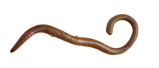 Earthworm PNG [Lumbricus terrestris]. Realistic Soil-Dwelling Worm Isolated for Biology, Composting, and Nature Education Designs