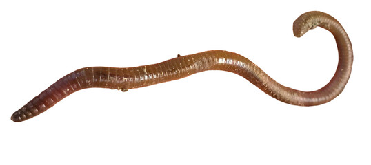 Earthworm PNG [Lumbricus terrestris]. Realistic Soil-Dwelling Worm Isolated for Biology, Composting, and Nature Education Designs