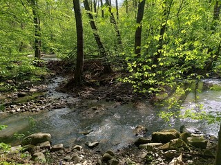 stream in the forest