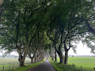 The Dark Hedges
