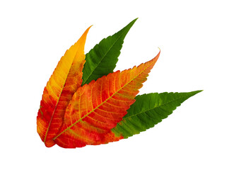 Autumn multicolored leaves stacked in a pile isolated on white background