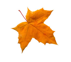A dry falling maple leaf stands out against a white background.