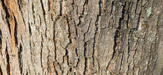 Close-up beech bark texture – detailed wood trunk surface in high resolution