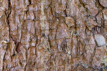 Close-up beech bark texture – detailed wood trunk surface in high resolution
