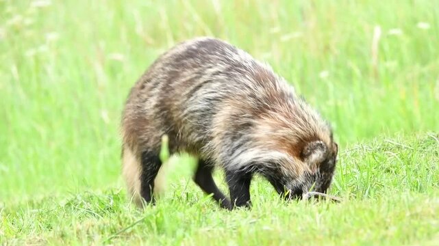 Marderhund holt sich Futter
