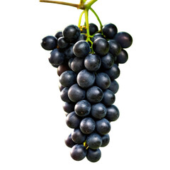 Fototapeta premium Glossy black grapes hanging in a bunch