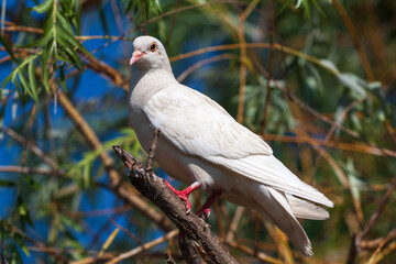 A white pigeon sits on a tree branch