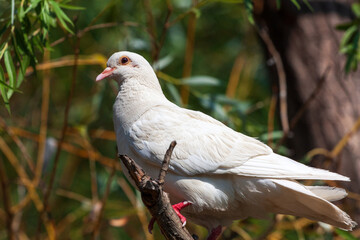 A white pigeon sits on a tree branch