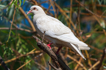 A white pigeon sits on a tree branch
