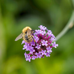 Bombus pascuorum or Common carder bee, fluffy and gingery blumblebee searching pollen with his...