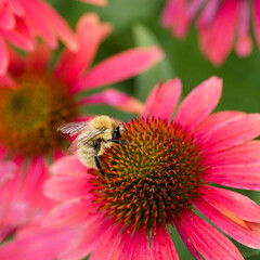 A Common carder bee (Bombus pascuorum) gorging on pollen from the flower heads and ligules surrounding the floral receptacle of a red rudbeckia
