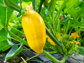 Ripe yellow pumpkin growing in homemade garden. Fresh head of gourd with lots of leaves short...