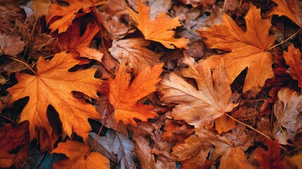 Obraz premium A bed of fallen leaves blankets the ground, showcasing rich shades of orange and brown. This sight captures the essence of autumn, evoking a peaceful outdoor feeling.