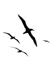 Silhouette of Flying Seabirds in the Sky