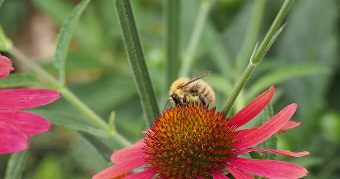 Bombus pascuorum or Common carder bee feeding pollen on a floral receptacle of a red rudbeckia
