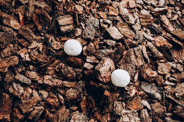 Two white mushroom resting on a bed of brown wood chips in a garden setting during daylight hours