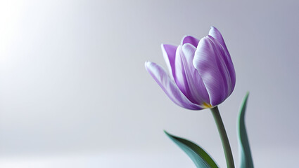 Soft-focus purple tulip on minimal white background showcasing its delicate petals and graceful bloom