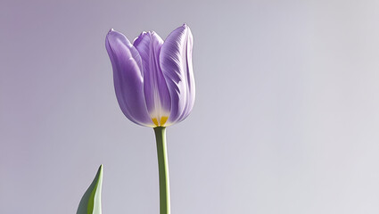 Soft-focus purple tulip on minimal white background showcasing its delicate petals and graceful bloom