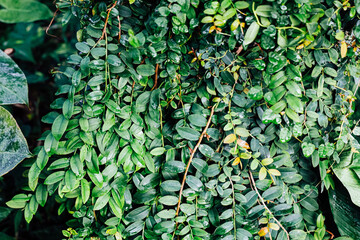Lush green foliage with a variety of leaf shapes in a dense tropical setting during daylight