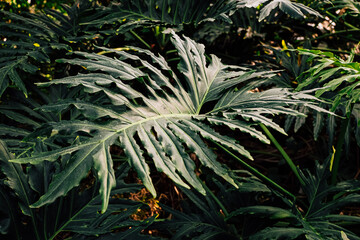 Lush green tropical leaf with water droplets amidst dense foliage in a vibrant garden