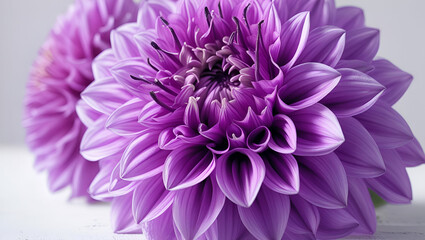 Obraz premium Purple dahlia flower in full bloom on white background showcasing its vibrant layers and intricate textures