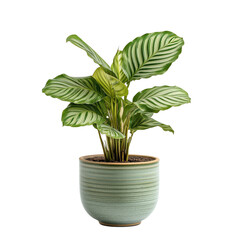 Calathea Zebrina Potted Plant Isolated on transparent Background