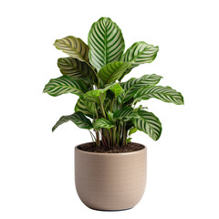 Calathea Zebrina Potted Plant Isolated on transparent Background