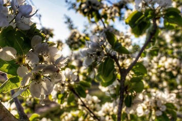 White spring blossoms in soft sunlight, close-up view of blooming tree branches against a clear sky. Delicate natural beauty and peaceful atmosphere of spring.