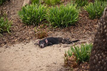 Tasmanian Devil Lies Down on Sand in Zoological Garden. Black Carnivorous Marsupial Rests in...