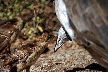 Pfau Familie