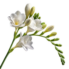 Obraz premium Delicate white freesia flowers isolated on transparent background