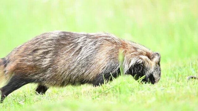 Marderhund sucht im Gras nach Futter
