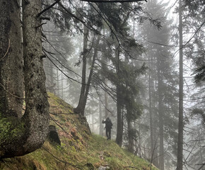 Wanderer im Nebel auf einem Wanderweg durch den Bergwald am Hochfelln, Chiemgau, Alpen, Bayern,...