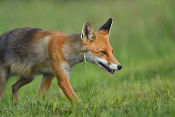 Fuchs kommt aus dem Gras